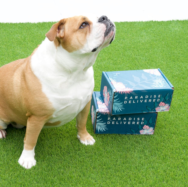 𝐃𝐨𝐠 𝐌𝐨𝐦 𝐌𝐲𝐬𝐭𝐞𝐫𝐲 𝐁𝐨𝐱 (10+ items for dogs & their amazing moms!)